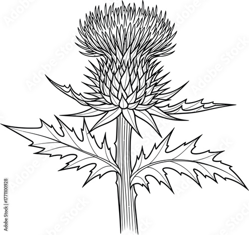 vector silhouette of a plant