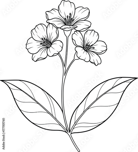 black and white flowers