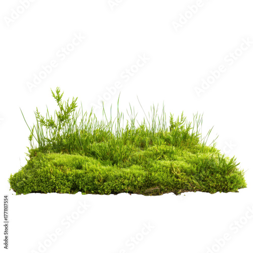 Mossy Knoll: A detailed shot of vibrant, rich green moss, intermingled with tufts of grass and sprigs, evoking the essence of a serene, miniature ecosystem.