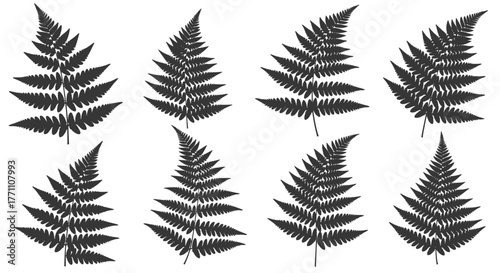 Eight dark grey fern frond silhouettes, showcasing diverse shapes and arrangements, isolated on a white background.