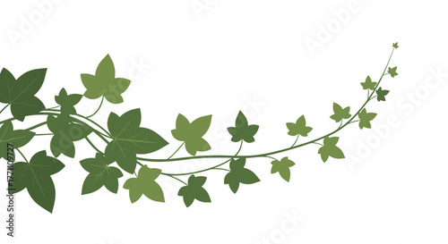 Graceful green ivy vine with stylized leaves in various shades, forming a decorative arch against a pristine white backdrop, ideal for natural designs.