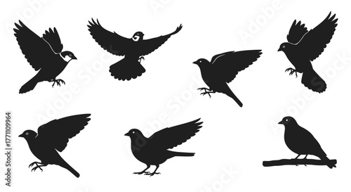 Silhouette Collection of Birds in Flight and Perched on a Branch for Design and Illustration