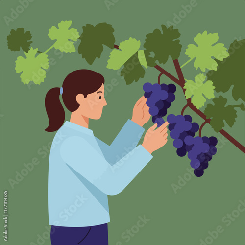 A person with brown ponytail is picking purple grapes from a vine. Green leaves and branches are behind