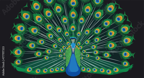 Vector illustration of a peacock displaying its vibrant plumage against a dark backdrop