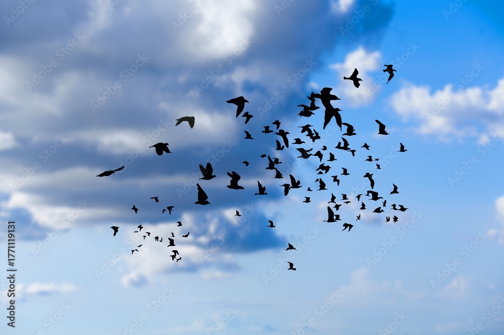 Obraz premium Many dark wild birds flying on sunset sky
