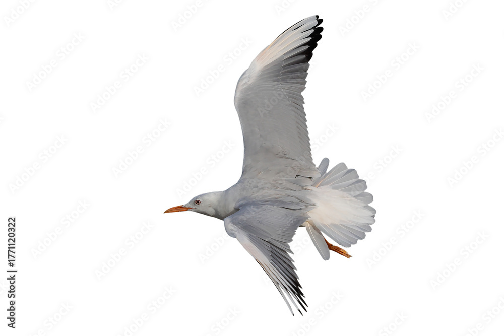 Obraz premium Slender-billed Gull flying isolated on transparent background png file