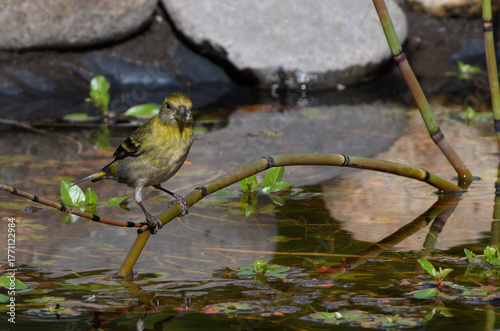 Aves disfrutando del agua de un charco