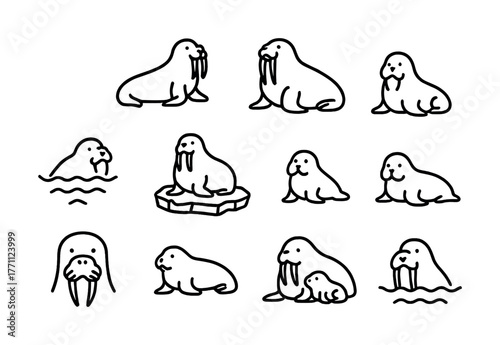 Cartoon walrus illustrations in various playful poses