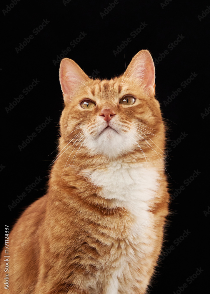 Obraz premium A domestic ginger cat gazes upward, captured in a clean studio setting. Its head is turned slightly back while its body remains straight.