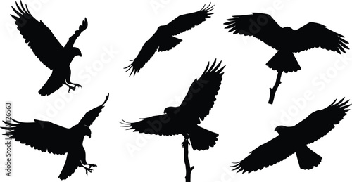 Silhouette hawks and eagles flying, perched on branches—black and white vector illustration for nature, raptor, wildlife anatomy concept