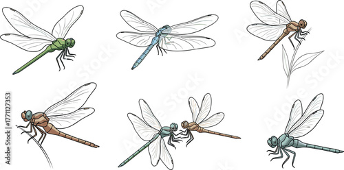 Colorful dragonflies flying, perched on leaves—vector illustration of wing diversity and anatomy for nature, pond wildlife, insect concept