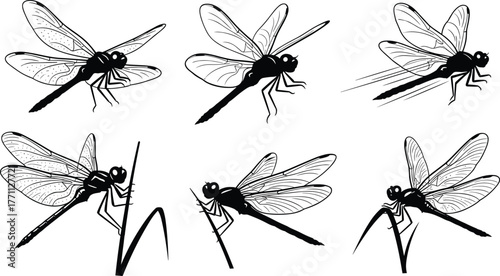Silhouette dragonflies flying and perched on grass—black and white vector illustration for nature, insect anatomy, pond wildlife concept