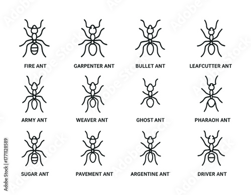 Illustration of ant varieties including fire, leafcutter, and pharaoh ants with labels