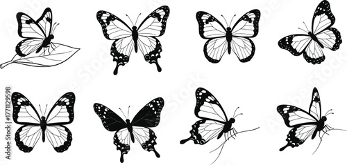 Silhouette butterflies in flight, perched, and resting poses—black and white vector illustration for nature, insect anatomy, garden wildlife concept