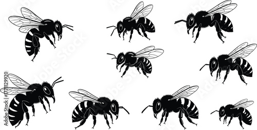 Silhouette bees in flight and motion—black and white vector illustration showing insect anatomy, wings, legs, and natural behavior poses