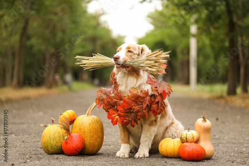 Cute Australian Shepherd do...