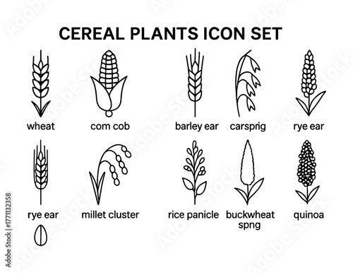 Cereal plants icon set featuring wheat, corn, rice, and more