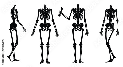 Four detailed skeletal figures in various poses against a white background