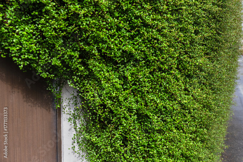 生い茂るワイヤープランツ