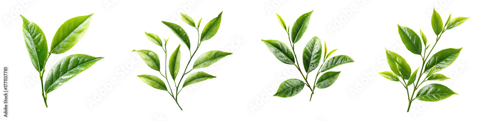 Fototapeta premium Fresh Green Tea Leaves Set on White Background
