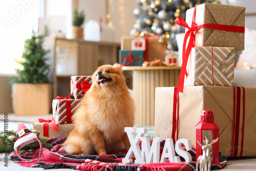 Cute Pomeranian dog with gi...