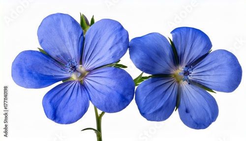 Pair of Blue Geranium Flowers Isolated