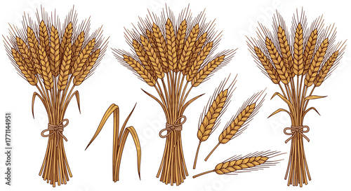 Collection of golden wheat bundles and individual ears, symbolizing harvest, agriculture, and natural ingredients.