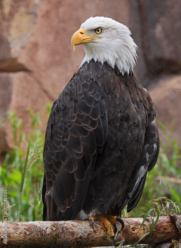 Fototapeta premium Bald Eagle perched on a tree trunk in Yellowstone National Park, USA