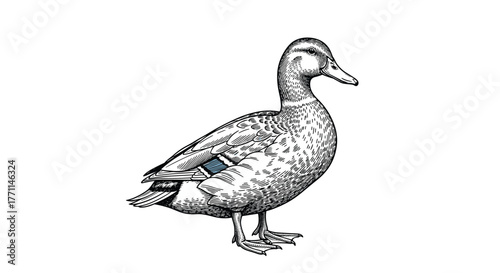 A detailed vintage-style black and white illustration of a standing duck with a blue speculum on its wing, depicted in a classic engraving art form.