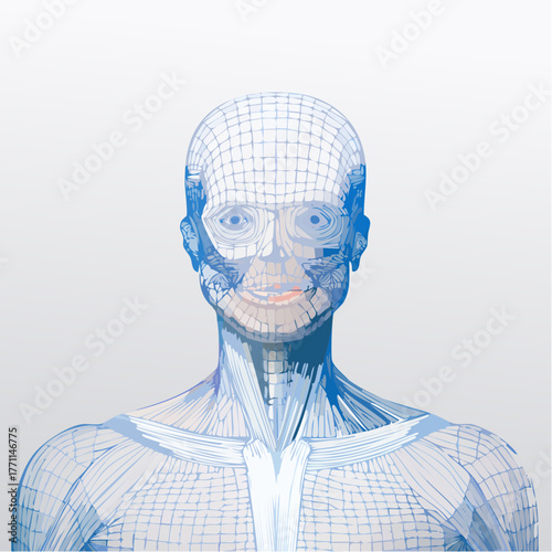 Human Body Wireframe Anatomical Structure and Muscular System