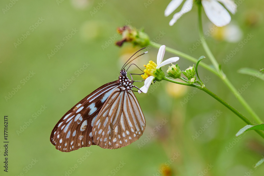 Obraz premium Close-up of butterfly pollinating on flower
