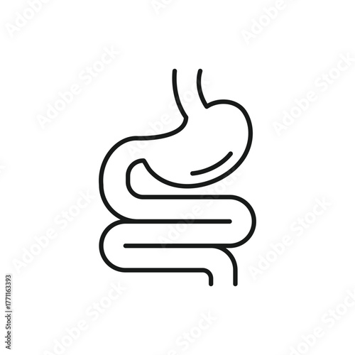 Digestive system, Human stomach and gastrointestinal system Infographic. Vital organ. Stomach, gastric and Colon tract as internal organ. Line Vector illustration. Design on white background. EPS 10