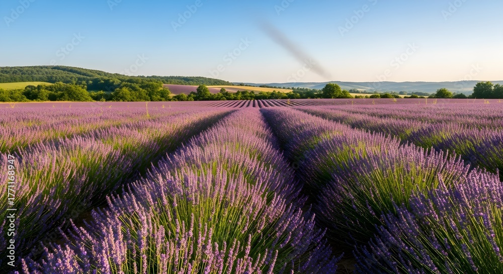 Obraz premium Vast field of blooming purple lavender plants under a clear blue sky with rolling green hills in the background