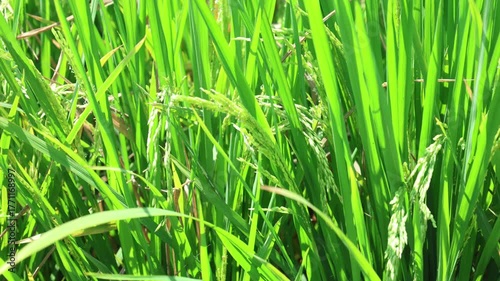Close up, ripe rice field at sun rays. 4k nature. 4k paddy

