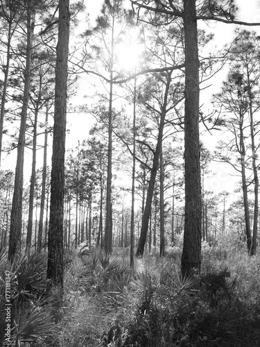 Maritime forest pines