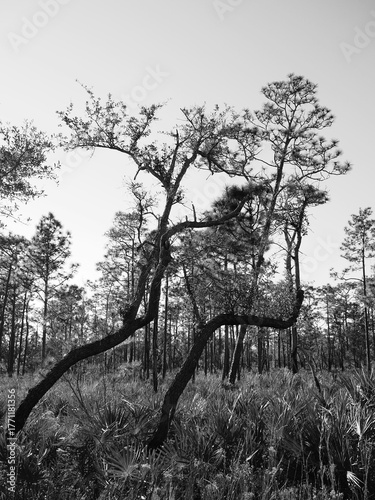 maritime forest pines 