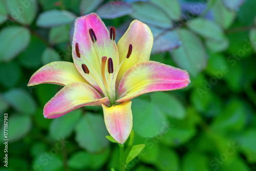 A blossoming lily bud in a summer garden flowerbed.
