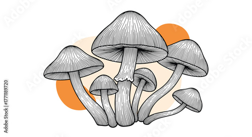 Hand-drawn botanical illustration of a cluster of various wild mushrooms with abstract orange shapes on a white background.