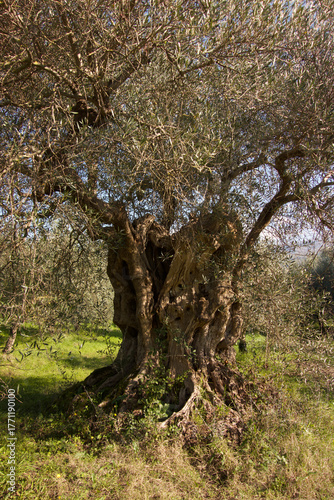 Olive tree 