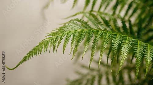 Vibrant Green Fern Leaves: A Close-Up of Botanical Foliage for Lush Indoor and Outdoor Decor