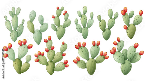 A collection of watercolor prickly pear cacti, also known as Opuntia, with green pads and ripe red fruits.