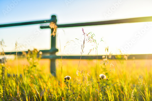 Dreamy Fence Post with flowers