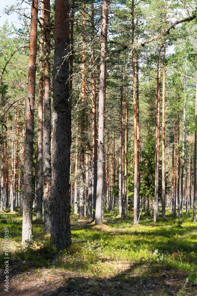 Fototapeta premium Experience the tranquility of a Finnish forest. This image highlights the serene beauty of tall trees and lush greenery, perfect for nature-themed backgrounds and calming visuals.