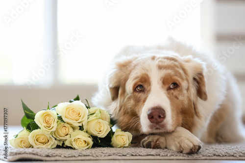 Loyal australian shepherd d...