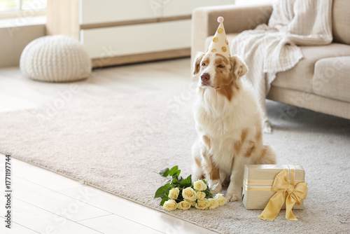 Cute Australian Shepherd do...
