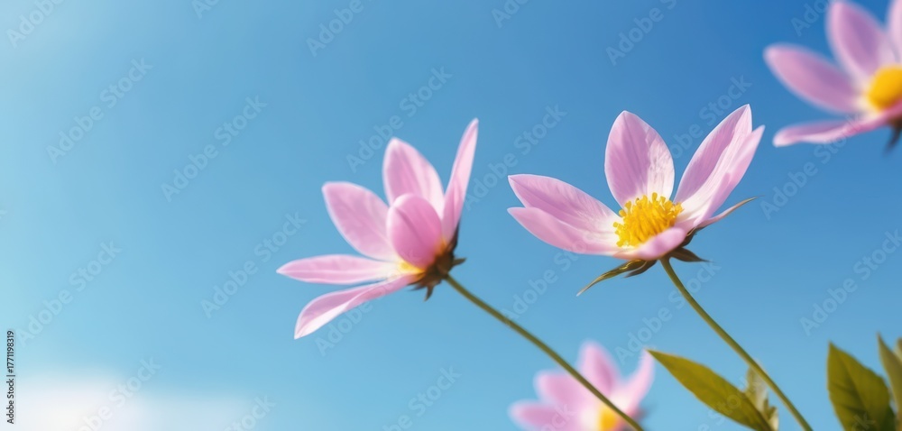 Fototapeta premium Delicate pink cosmos flowers bloom against a clear bright blue sky nature