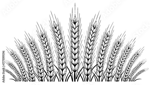 Elegant wheat stalk illustration for natural themes, perfect for organic food brands or rustic designs, conveys simplicity and harvest abundance