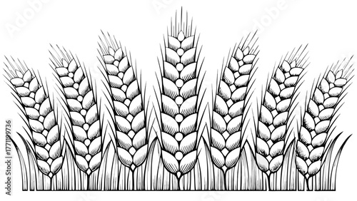 Elegant wheat stalks artfully arranged, evoking harvest abundance and rustic charm for branding, design, and agricultural themes with a classic, natural appeal
