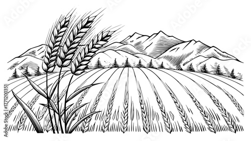 Serene wheat field illustration with distant mountains, perfect for agriculture, nature, and healthy lifestyle designs in print or digital media projects
