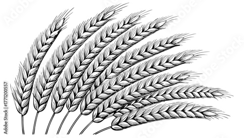 Harvest bounty illustration featuring detailed wheat stalks, a vintage botanical design perfect for agricultural or food-related projects and rustic themes